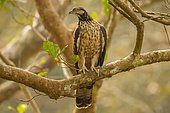 Changeable hawk-eagle or crested hawk-eagle (Nisaetus cirrhatus), perched in a tree, Jim Corbett National Park, Uttarakhand, India, Asia