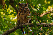 brown fish owl (Ketupa zeylonensis), perched in a tree, Jim Corbett National Park, Uttarakhand, India, Asia