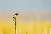 White-throated bush chat or Hodgson's bushchat (Saxicola insignis), adult male perched on dry grass, Jim Corbett National Park, Uttarakhand, India, Asia
