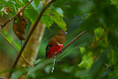 Red-headed trogon (Harpactes erythrocephalus), perched in the forest, Jim Corbett National Park, Uttarakhand, India, Asia