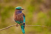 Indian Roller (Coracias benghalensis) , perched on a small branch, Jim Corbett National Park, Uttarakhand, India, Asia