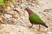 Emerald Dove (Chalcophaps indica), on a path, Jim Corbett National Park, Uttarakhand, India, Asia