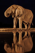 African Savanna Elephant or Savanna Elephant (Loxodonta africana), drinking by night at the waterhole, Shompole wilderness, Shompole Community, Kenya, East Africa, Africa