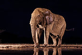 African Savanna Elephant or Savanna Elephant (Loxodonta africana), drinking by night at the waterhole, Shompole wilderness, Shompole Community, Kenya, East Africa, Africa