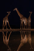 Masai giraffes drinking from a waterhole by night, Shompole wilderness, Shompole Community, Kenya, East Africa, Africa