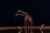 Masai giraffes drinking from a waterhole by night, with yellow-billed stork (Mycteria ibis), Shompole wilderness, Shompole Community, Kenya, East Africa, Africa