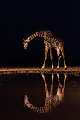 Masai giraffe drinking from a waterhole by night, Shompole wilderness, Shompole Community, Kenya, East Africa, Africa