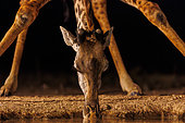 Masai giraffe drinking from a waterhole by night, Shompole wilderness, Shompole Community, Kenya, East Africa, Africa