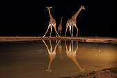Masai giraffes drinking from a waterhole by night, Shompole wilderness, Shompole Community, Kenya, East Africa, Africa