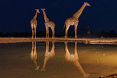 Masai giraffes drinking from a waterhole by night, Shompole wilderness, Shompole Community, Kenya, East Africa, Africa