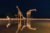 Masai giraffes drinking from a waterhole by night, with yellow-billed stork (Mycteria ibis), Shompole wilderness, Shompole Community, Kenya, East Africa, Africa
