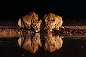 Lioness (Panthera leo) drinking from a waterhole by night, Shompole wilderness, Shompole Community, Kenya, East Africa, Africa