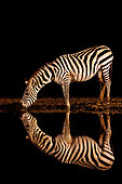 Plains Zebra, or Burchell's Zebra (Equus quagga syn. Equus burchellii), drinking from a pond, at night, Shompole wilderness, Shompole Community, Kenya, East Africa, Africa