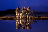Plains Zebra, or Burchell's Zebra (Equus quagga syn. Equus burchellii), Group drinking from a pond, at night, Shompole wilderness, Shompole Community, Kenya, East Africa, Africa
