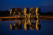 Plains Zebra, or Burchell's Zebra (Equus quagga syn. Equus burchellii), Group drinking from a pond, at night, Shompole wilderness, Shompole Community, Kenya, East Africa, Africa