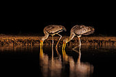 Yellow-billed storks (Mycteria ibis) at night, looking for food in a pond, Shompole wilderness, Shompole Community, Kenya, East Africa, Africa