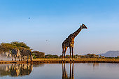 Shrubby savannah landscape with Masai giraffe (Giraffa camelopardalis tippelskirchi) and Plains zebra (Equus quagga) drinking from a waterhole, Shompole wilderness, Shompole Community, Kenya, East Africa, Africa