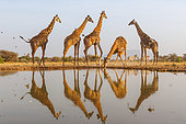 Shrubby savannah landscape with Masai giraffes (Giraffa camelopardalis tippelskirchi) drinking from a waterhole, Shompole wilderness, Shompole Community, Kenya, East Africa, Africa