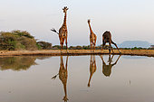 Shrubby savannah landscape with Masai giraffes (Giraffa camelopardalis tippelskirchi) drinking from a waterhole, Shompole wilderness, Shompole Community, Kenya, East Africa, Africa