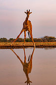 Shrubby savannah landscape with Masai giraffe (Giraffa camelopardalis tippelskirchi) drinking from a waterhole, Shompole wilderness, Shompole Community, Kenya, East Africa, Africa