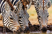 Plains Zebra, or Burchell's Zebra (Equus quagga syn. Equus burchellii), Group drinking from a pond, Shompole wilderness, Shompole Community, Kenya, East Africa, Africa