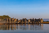 Plains Zebra, or Burchell's Zebra (Equus quagga syn. Equus burchellii), Group drinking from a pond, Shompole wilderness, Shompole Community, Kenya, East Africa, Africa