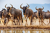 Blue wildebeest (Connochaetes taurinus), drinking from a waterhole, Shompole wilderness, Shompole Community, Kenya, East Africa, Africa