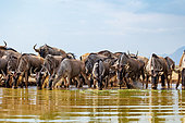 Blue wildebeest (Connochaetes taurinus), drinking from a waterhole, Shompole wilderness, Shompole Community, Kenya, East Africa, Africa