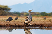 Kori bustard (Ardeotis kori), drinking at the waterhole, Shompole wilderness, Shompole Community, Kenya, East Africa, Africa