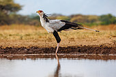Secretary bird (Sagittarius serpentarius), drinking from a pond, shrubby savannah landscape, Shompole wilderness, Shompole Community, Kenya, East Africa, Africa