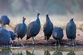 Numidian guinea fowls (Numida meleagris), near by a pond, Shompole wilderness, Shompole Community, Kenya, East Africa, Africa