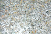 Hardwood forest in winter under snow in Normandy, France