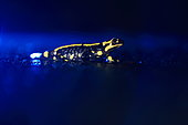 Speckled salamander (Salamandra salamandra) in blue at night, France