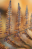 Brakern fern (Pteridium aquilinum) in autumn in a Normandy forest, France