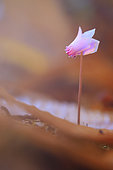 Ivy-leaved Cyclamen (Cyclamen hederifolium) in an autumn undergrowth in Normandy, France