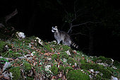 Common Raccoon (Procyon lotor), a Neozoen in Europe, photographed by a DSLR camera trap, Eastern Jura, Switzerland
