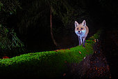 Red fox (vulpes vulpes) walking on a fallen tree at night, photogaphed by a DSLR camera trap, Aargau, Switzerland