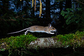 Wood mouse (Apodemus sylvaticus) running accross a mossy branch, DSLR camera trap image, Aargau, Switzerland