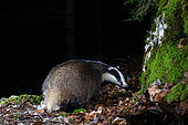 European Badger (Meles meles) next to a moss covered rock, photographed by a DSLR camera trap, Eastern Jura, Switzerland
