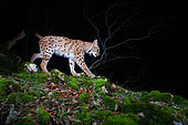 European lynx (lynx lynx) photographed by a DSLR camera trap, Eastern Jura, Switzerland
