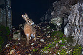European hare (Lepus europaeus) photographed by a DSLR camera trap, Eastern Jura, Switzerland