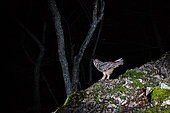 Eurasian eagle owl (Bubo bubo) on a stony ridge, photographed ba a DSLR camera trap, Eastern Jura, Switzerland
