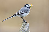 White wagtail (Motacilla alba) collecting nesting material, Aargau, Switzerland