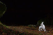 Alpine hare (Lepus timidus) in its winter coat, photographed by a DSLR camera trap, Alps, Switzerland
