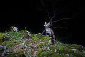 Curious Red fox pup (vulpes vulpes) investigating the surounding of its den, Photographed by a DSLR camera trap, Eastern Jura, Switzerland