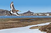 Black-tailed godwit (Limosa limosa) in flight to peat bogs in spring, Iceland (digital composition)
