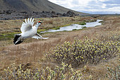 Ptarmigan (Lagopus mutus) in spring and winter plumage, Iceland (digital composition)
