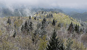 Spring snow in the Vosges du Nord forest, Vosges du Nord Regional Nature Park, France