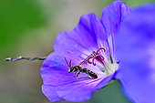 Commun Furrow-Bee (Lasioglossum calceatum) on a garden cranesbill flower, Bouxières aux dames, Lorraine, France