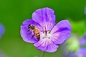 Honey bee (Apis mellifera) on a Geranium garden flower, Bouxières aux dames, Lorraine, France